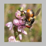 Gymnosoma sp - Raupenfliege 19.jpg